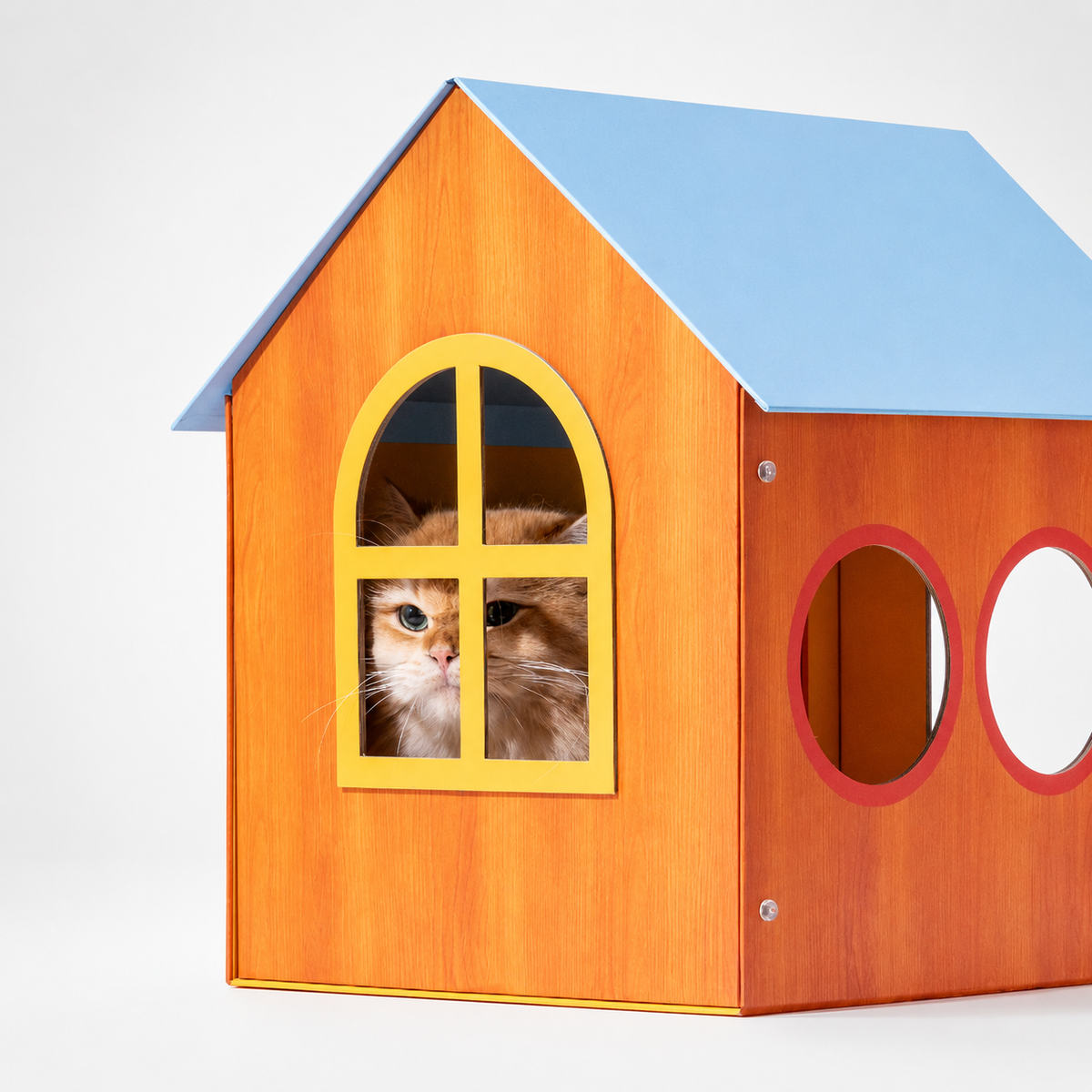 Orange cat peeking through the side window of Blue Cat House