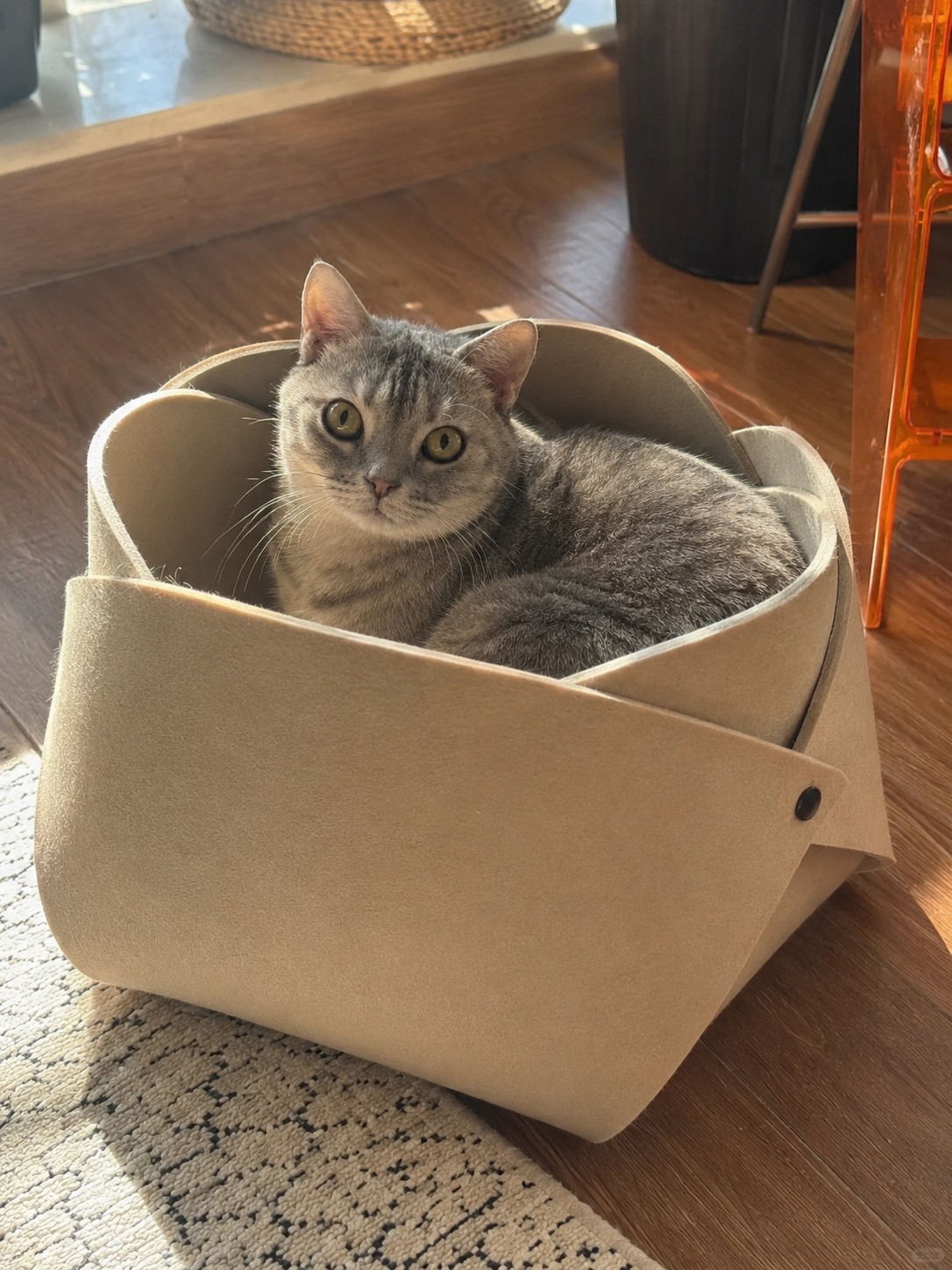 Gray cat curled inside the cream Felt Flower Cave Bed