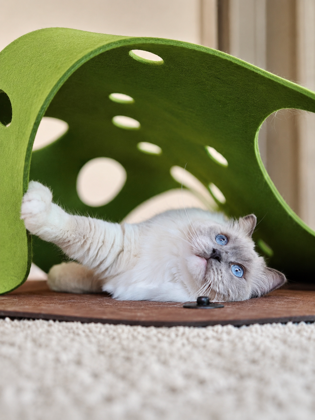 Cat playing under the green Felt Play Mat