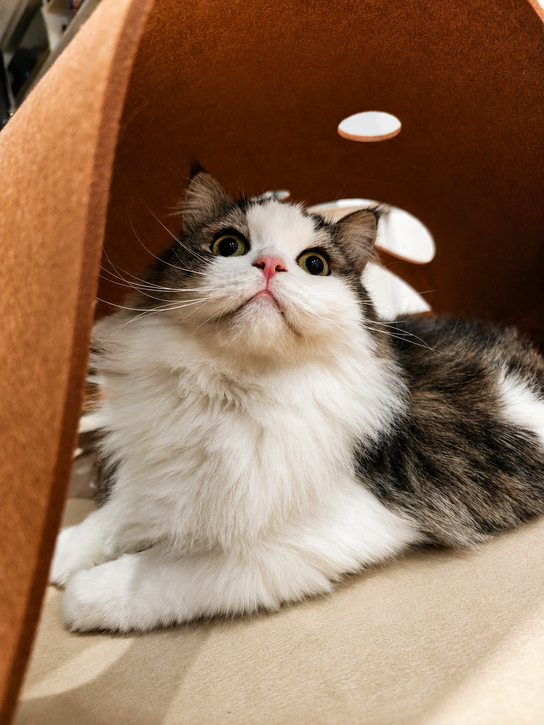 Cat resting under the caramel Felt Play Mat