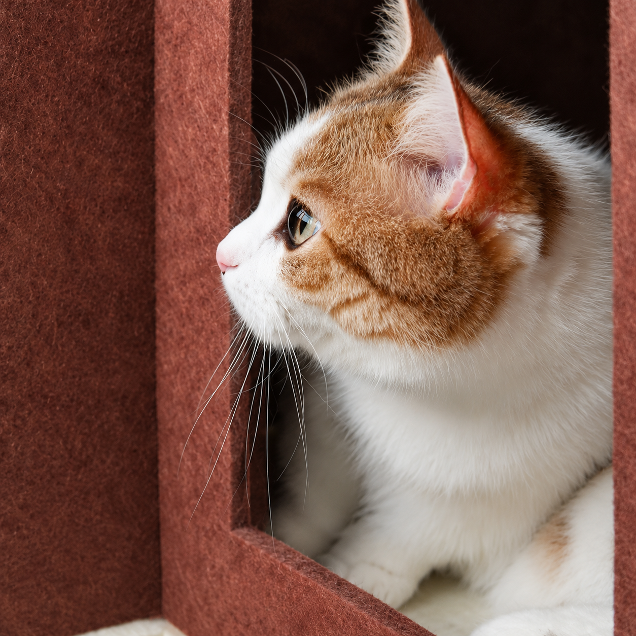 Cat peeking through the Modular Cat House arched entry